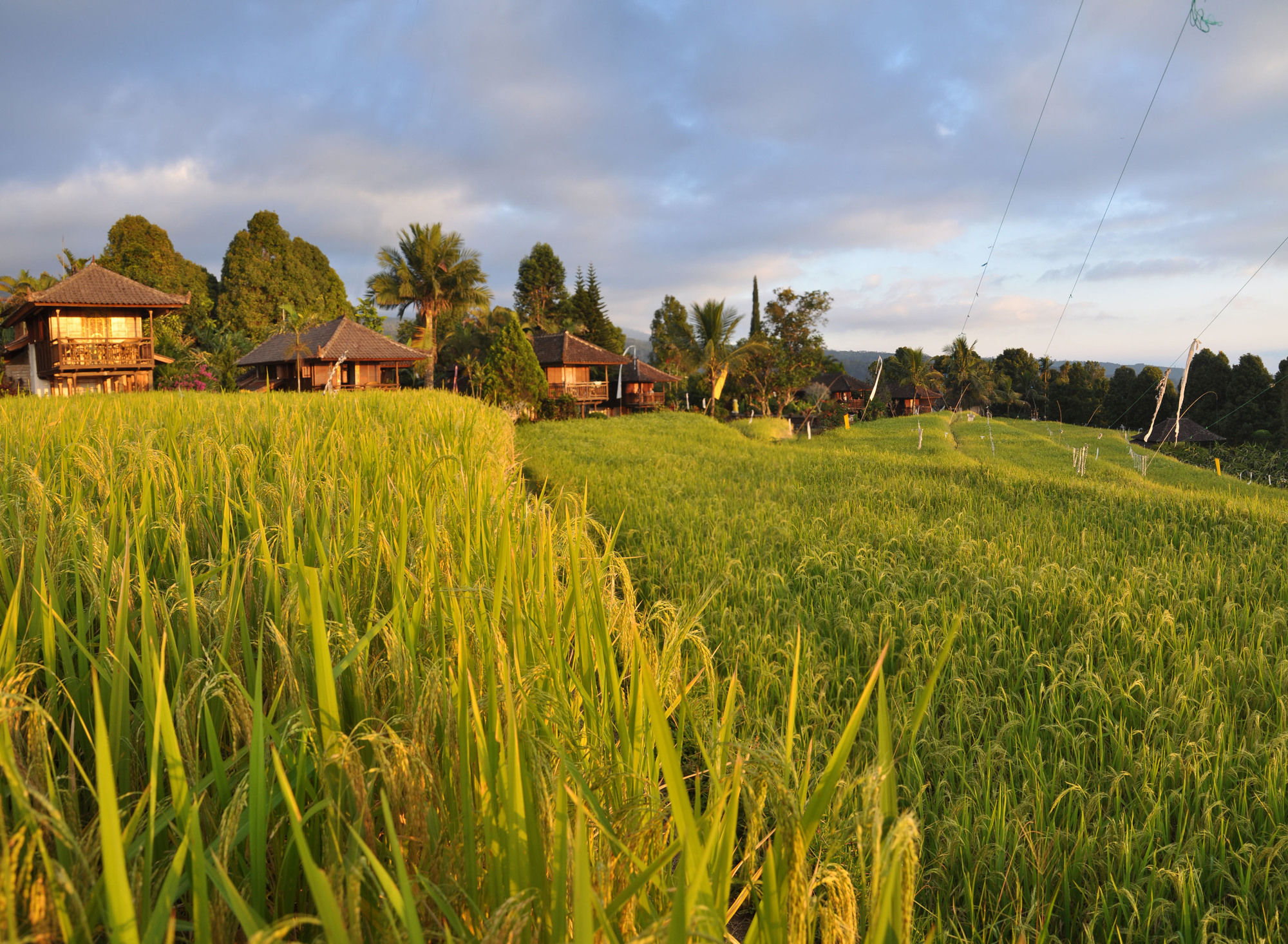Puri Lumbung Cottages Gobleg  Exteriér fotografie