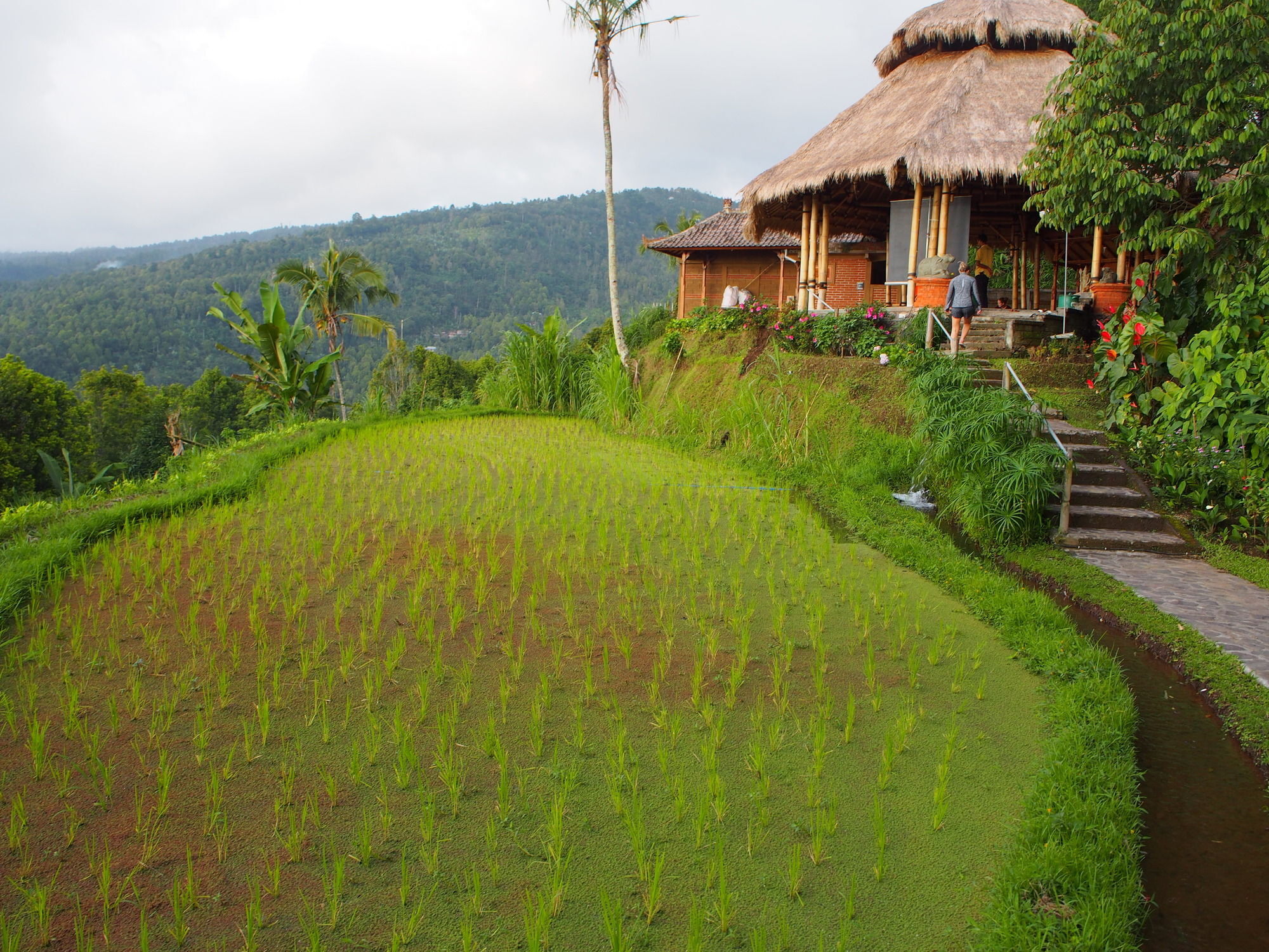 Puri Lumbung Cottages Gobleg  Exteriér fotografie